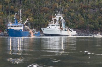 Newfoundland salmon die-off brings calls to reassess farms Pink residue was pumped into Fortune Bay during the cleanup of a salmon die-off at the Northern Harvest Sea Farms operation in Newfoundland. Atlantic Salmon Federation photo.