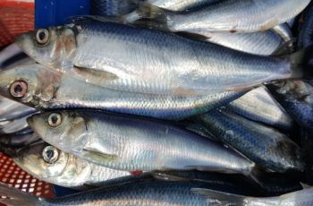 NMFS approves 20-mile herring trawl buffer zone off Cape Cod The New England Fishery Management Council proposed an inshore midwater trawl restricted area as part of Amendment 8 to its herring management plan. Massachusetts Division of Marine Fisheries photo.