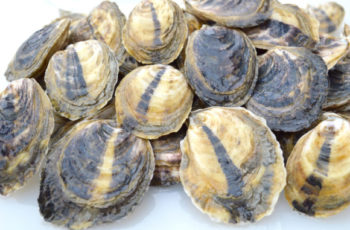 East Coast project to boost oyster breeding The Eastern Oyster Breeding Consortium will build on the success with breeding disease-resistant oysters for aquaculture. Rutgers University photo.