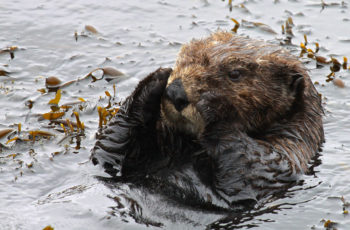 Sea otters eating through Alaska fisheries Sea otters weigh up to 100 pounds and can eat a quarter of their body mass in a day. U.S. Fish and Wildlife Service photo.