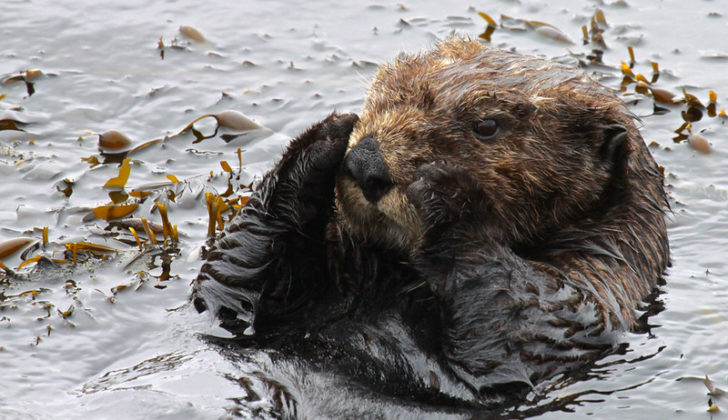 Sea-otter-728x420.jpg