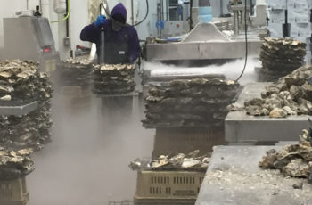 Judge tosses Washington state shellfish permit