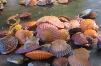 Biologists suspect New York bay scallops are latest victim of warmer waters Bay scallops, a prized seasonal fishery on eastern Long Island, are hard to find after a summer of high water temperatures. Peconic Estuary Program photo.