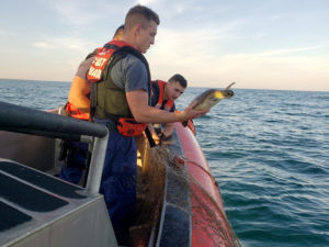 A green turtles is released after being rescued from a gill net near the mouth of the Rio Grande River. Coast Guard photo.