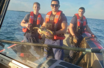 Coast Guard poacher patrol rescues sea turtles A Coast Guard Station South Padre Island boat crew rescues three green sea turtles caught in 200-yards of illegal gill net fishing gear approximately a quarter mile north of the mouth of the Rio Grande River, near Brownsville, Texas, Nov. 24, 2019. Coast Guard photo