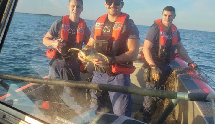A Coast Guard Station South Padre Island boat crew rescues three green sea turtles caught in 200-yards of illegal gill net fishing gear approximately a quarter mile north of the mouth of the Rio Grande River, near Brownsville, Texas, Nov.