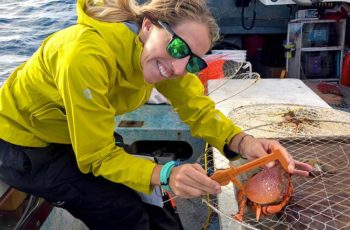 Hawaii researchers study Kona crab release mortality Cassie Pardee of Poseidon Fisheries Research measures the carapace length of a female Kona crab. John Wiley/Poseidon Fisheries Research photo.