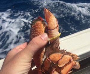 A Hawaii research team is asking fishermen to report when they find these yellow tags on Kona crabs. John Wiley/ Poseidon Fisheries Research photo.
