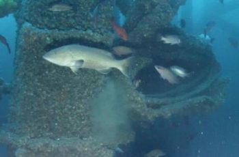Louisiana developing more inshore artificial reefs Fish swim around part of an old offshore oil platform re-purposed for Louisiana's artificial reef program. Louisiana Department of Wildlife and Fisheries photo.