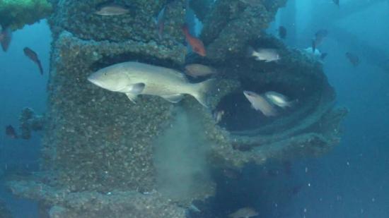 Louisiana developing more inshore artificial reefs Fish swim around part of an old offshore oil platform re-purposed for Louisiana's artificial reef program. Louisiana Department of Wildlife and Fisheries photo.