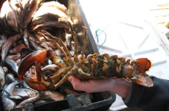 Forecasting warmer ocean, fewer lobsters Maine lobster. Maine Sea Grant photo/Natalie Springuel