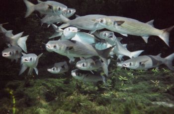 Fisherman returns to court to overturn Florida net ban Striped mullet. University of Florida photo.