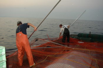 Great Lakes high stakes: Fishing bills threaten freshwater industry Lake Michigan's commercial fishermen use live bait traps to harvest whitefish, but new legislation could remove the commercial designation of this and other species. Michigan Fish Producers Association photo.
