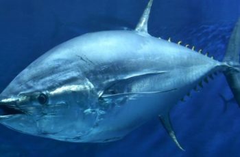 NOAA proposal would change bluefin tuna bycatch rules Bluefin tuna. NOAA photo.