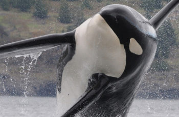 Salmon and orcas: Washington considers breaching Lower Snake River dams An orca in Puget Sound. NOAA photo.