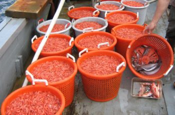 Pacific shrimp: Biologists keep an eye on warmer water