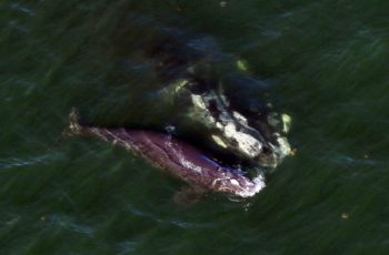Newborn right whale injured in ship strike off Georgia A newborn northern right whale swimming with its mother shows signs of propeller injuries from a suspected ship strike off Georgia Jan. 8, 2020. Florida Fish and Wildlife Commission/photo taken under NOAA permit 18786-04.