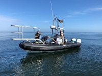 A response team successfully administered antibiotics to the calf Jan. 15 off Florida. Florida Fish and Wildlife Commission/photo taken under NOAA permit 18786-04.