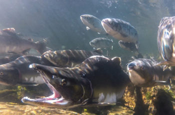 Tongass study: Forest fish of Alaska The Tongass and Chugach rivers contribute on average 48 million fish to Alaska's salmon fishery every year. Sitka Conservation Society.