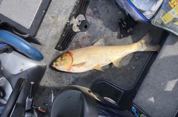 Tennessee officials confirm Asian carp sighting in Chickamauga Lake Tennessee angler Dustin Hinkle submitted this photo of an invasive silver carp to state wildlife officials in October 2019, noting that the fish jumped into his boat.