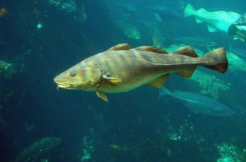 Conservation Law Foundation petitions to halt Northeast cod fishing Atlantic cod. Wikimedia Commons/Hans-Petter Fjeld.