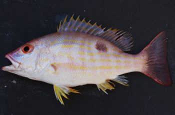 Sexto Colectivo: It’s not what you might think The biajaiba, also known as lane snapper, is an item on the menu of Sexto Colectivo. Wikipedia photo.