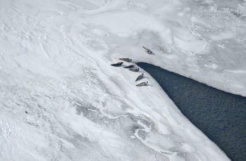 Bristol Bay seal suit: Endangered listing could disrupt Pebble Mine permit