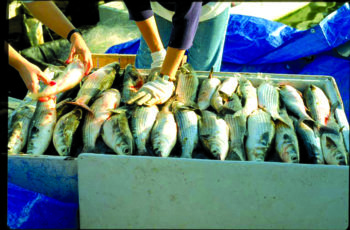 Thrill of combat: CCA’s entrance into Florida’s commercial fish policy