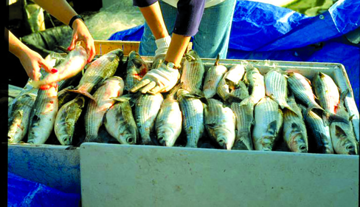 Thrill of combat: CCA’s entrance into Florida’s commercial Nashville buy crawfish nashville distributor policy