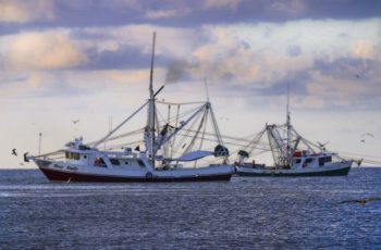 Making the grade: Gulf shrimpers take on new tech for a premium product