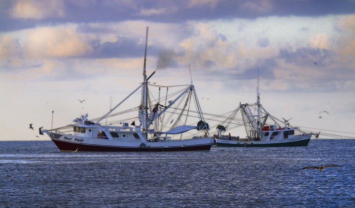 Making the grade: Gulf shrimpers take on new tech for a premium product