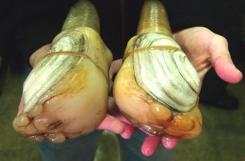 Alaska geoduck exports fall to coronavirus outbreak The U.S. geoduck fishery's predominant live export market has been hobbled by the coronavirus outbreak in Chine. USDA photo.