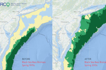 New online maps show East Coast fish species shifts A new mapping effort documents the long-term shift in distribution of important fish species, in this example black sea bass, along the East Coast. MARCO Data Portal image.