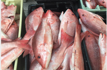 Gulf & South Atlantic Market Report: 2019 Year in Review Red snapper at the dock. Fishermen say it appears the stock is recovered, and prices to the boats were between $5 and $6 in 2019. John DeSantis photo.