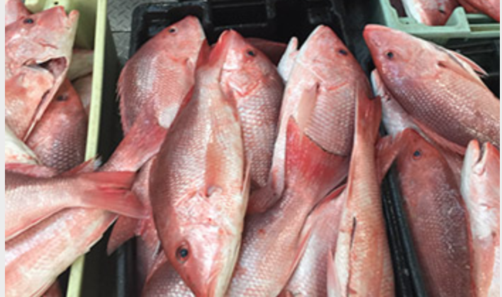 Red snapper at the dock. Fishermen say it appears the stock is recovered, and prices to the boats were between $5 and $6 in 2019. John DeSantis photo.