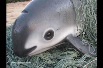 U.S. bans more Mexico seafood imports to protect vaquita porpoises Only 10 vaquita porpoises are believed to survive in Mexico's Gulf of California waters. SavetheWhales.org photo.