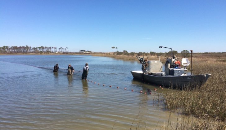 Covid-19 grants short reprieve in Mississippi, leaves threat to food security in its wake Mississippi haul seiners at work. Martin Young photo.
